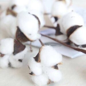 💙 2X FAUX COTTON PODS 💙